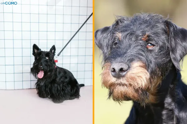 cual es la raza mas grande de terrier