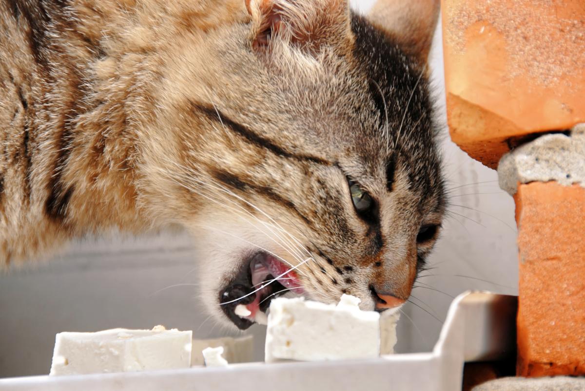 ¿Los gatos pueden comer queso?