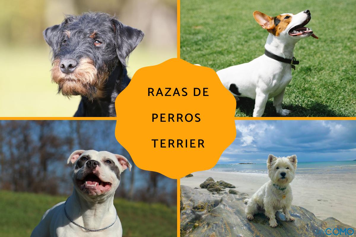 Razas de perros terrier