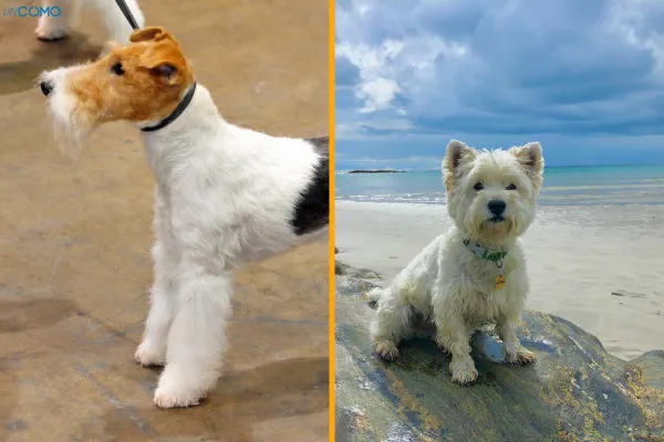cual es la raza mas grande de terrier