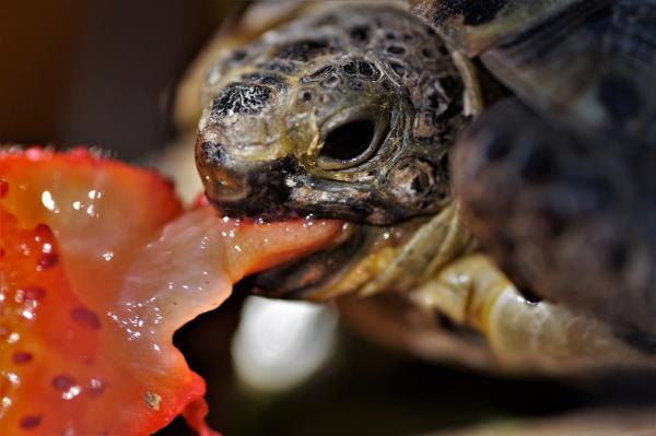 Qué pueden comer las tortugas de tierra - Alimentos que no pueden comer las tortugas de tierra