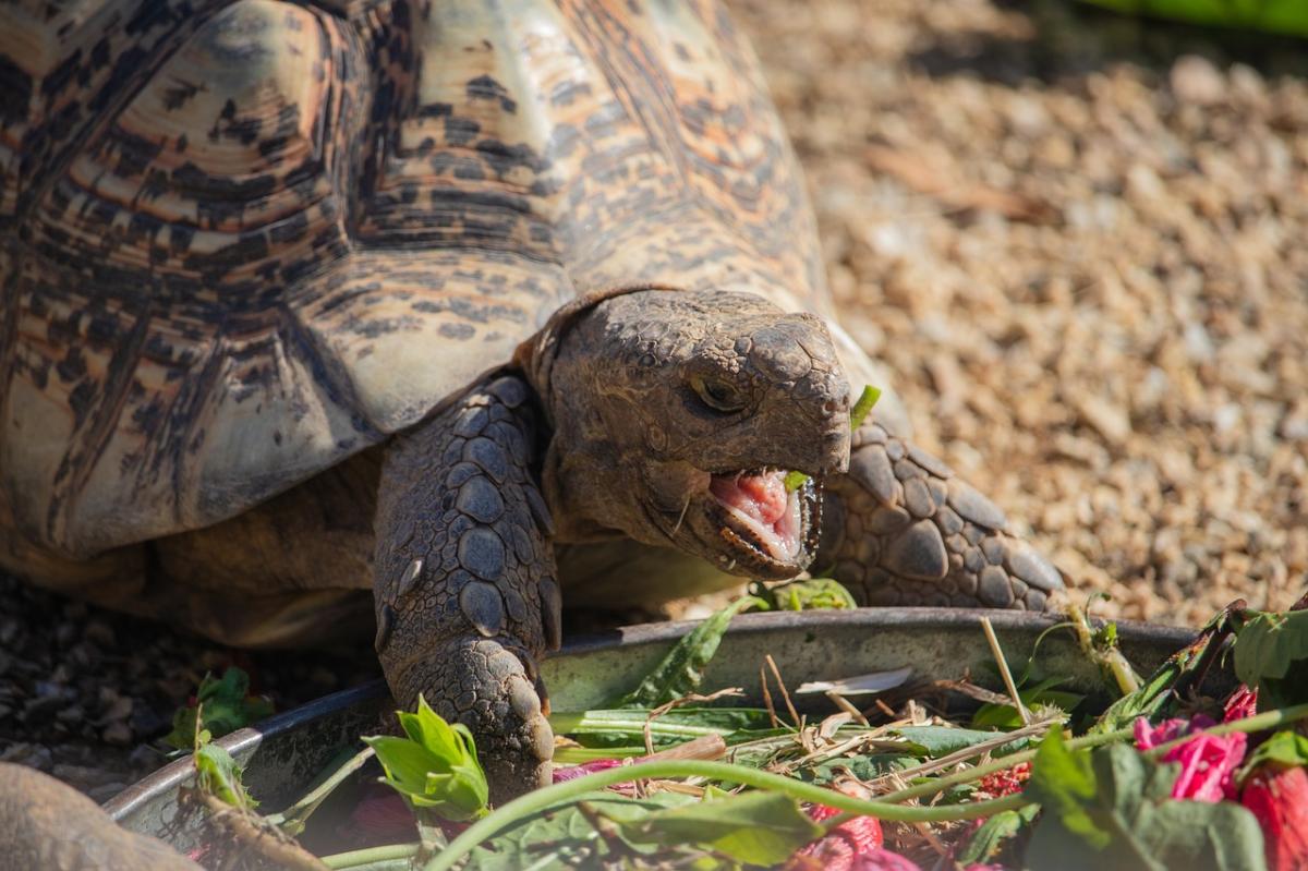 Qué pueden comer las tortugas de tierra