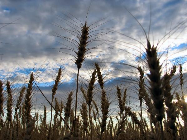 Cómo evitar la alergia a las gramíneas