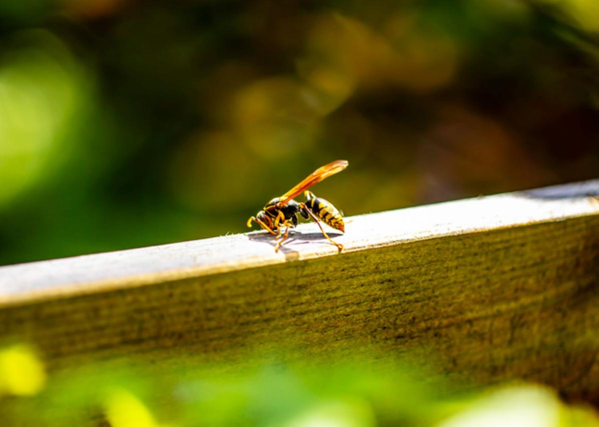 Cómo hacer una trampa para avispas