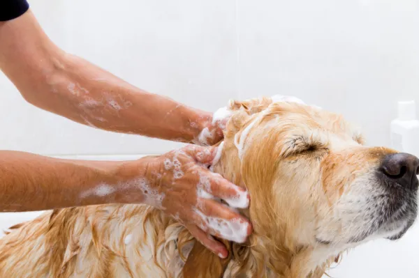 está bien bañar a un perro enfermo