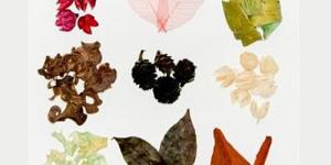 Cómo hacer flores prensadas con una prensa de madera