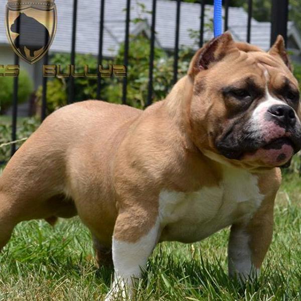 bulldog americano como educar a un bulldog americano