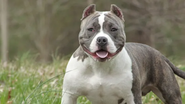 bulldog americano como educar a un bulldog americano