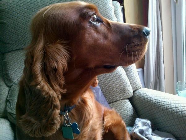 Cómo tratar la ansiedad por separación en los perros