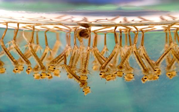 Cuánto vive un mosquito - Cuál es el ciclo de vida de un mosquito