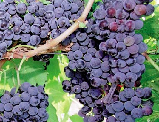 El ciclo biológico de la vid