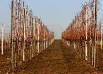 El ciclo biológico de la vid - Paso 1