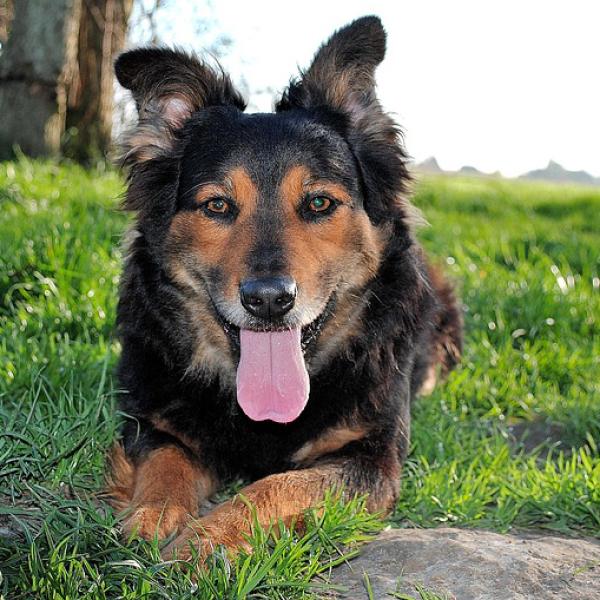 cómo tratar la quemadura de cuerda de la correa del perro